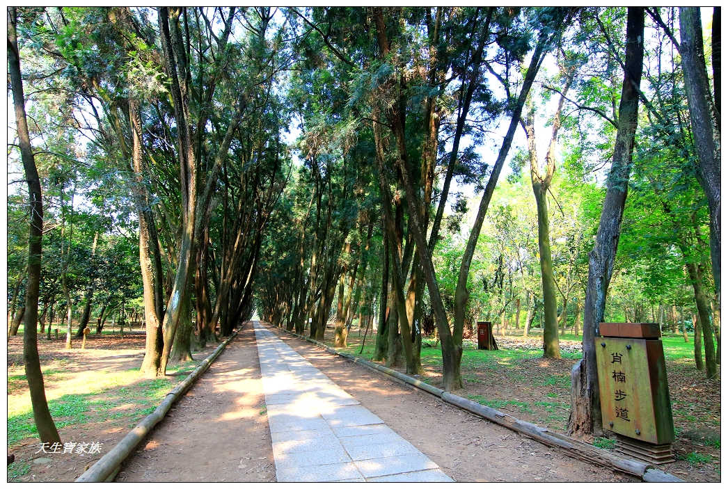 台大下坪熱帶植物園椰林大道與肖楠步道南投竹山免門票旅遊景點
