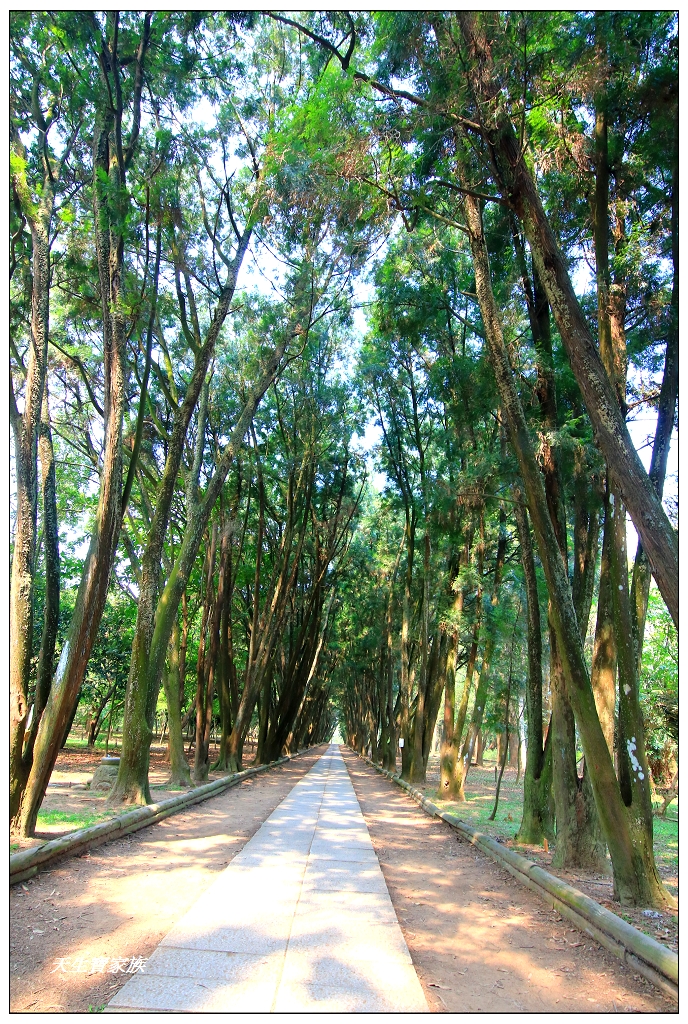台大下坪熱帶植物園椰林大道與肖楠步道南投竹山免門票旅遊景點