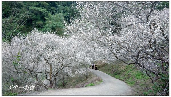 延伸閱讀:南投國姓】九份二山七號梅莊私房景點飄起白色浪漫雪紛飛 延伸閱讀:南投國姓】九份二山七號梅莊私房景點飄起白色浪漫雪紛飛