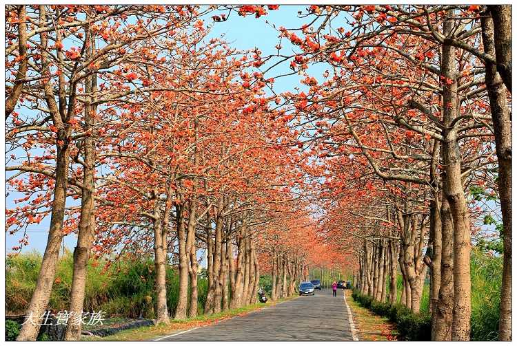 延伸閱讀：彰化二林】東螺溪木棉花道賞花秘境鄉間小路火紅綻放綿延2公里長