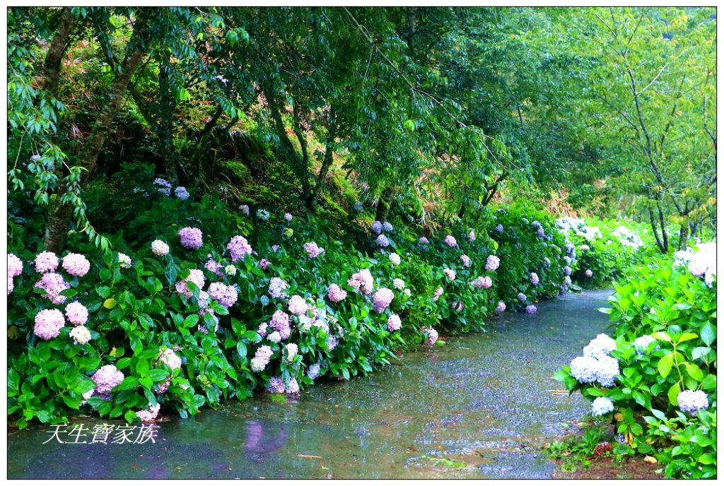 杉林溪繡球花