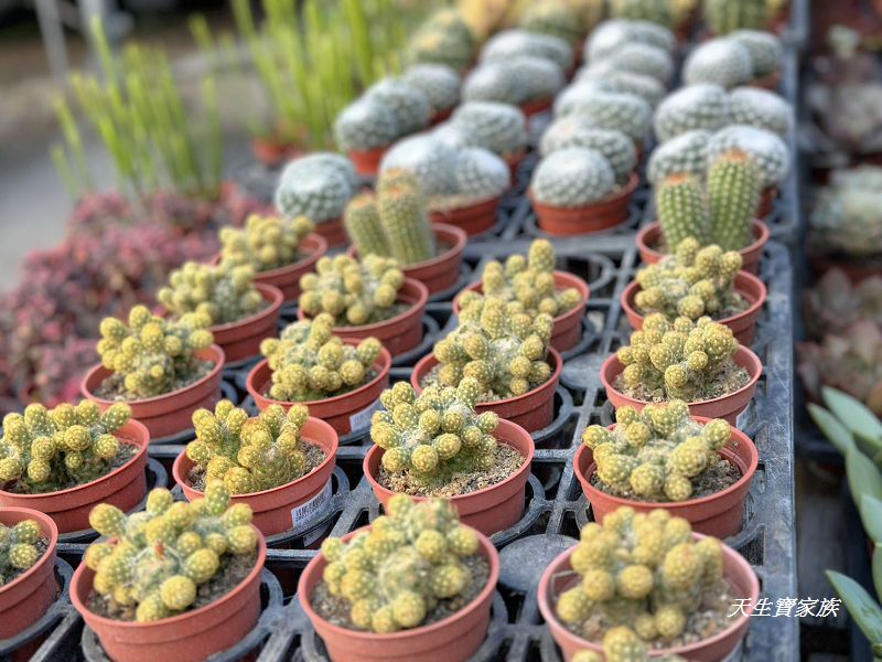 埔茂花市、芬園埔茂花市、埔茂花市停車場、