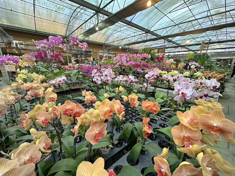 埔茂花市、芬園埔茂花市、埔茂花市停車場、