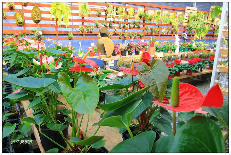 埔茂花市、芬園埔茂花市、埔茂花市停車場、