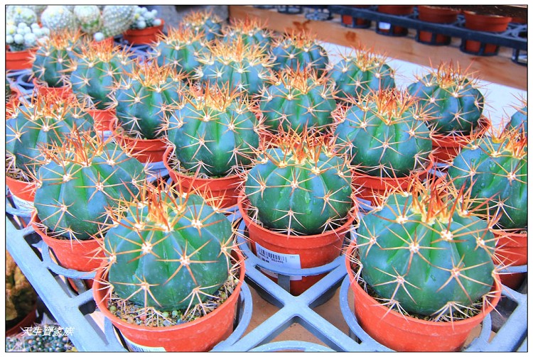 埔茂花市、芬園埔茂花市、埔茂花市停車場、