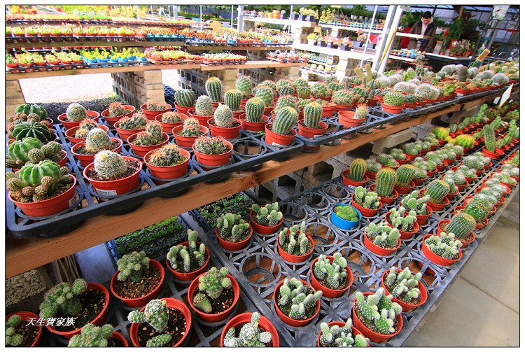 埔茂花市、芬園埔茂花市、埔茂花市停車場、