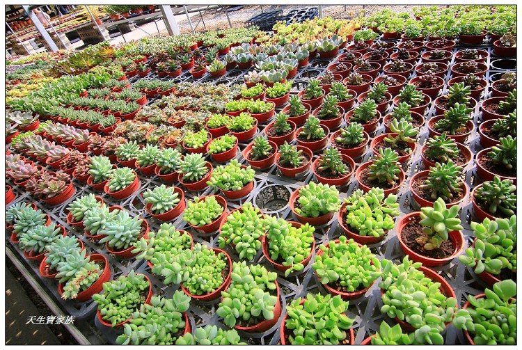 埔茂花市、芬園埔茂花市、埔茂花市停車場、