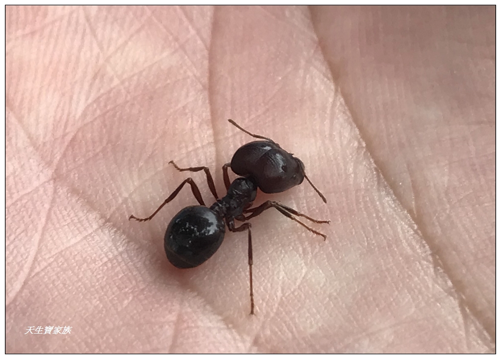 斗六紅螞蟻生態世界