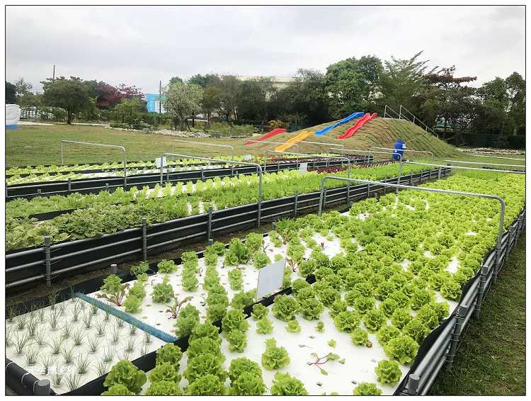 雲林斗六鵝媽媽鵝童樂園