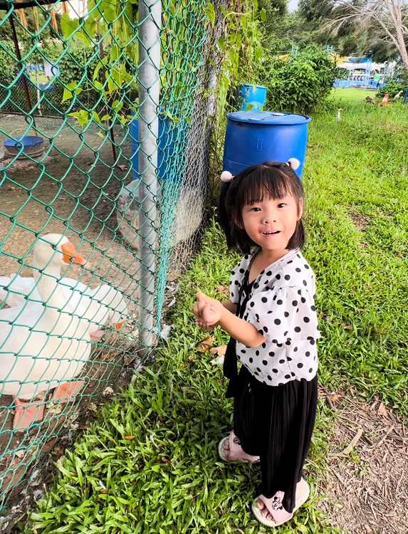 雲林斗六鵝媽媽鵝童樂園