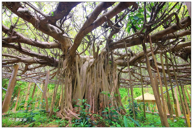 川文山森林生態保育農場、川文山、川文山森林生態保育農場、小陽明山、台南官田