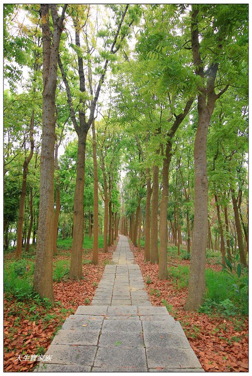 川文山森林生態保育農場、川文山、川文山森林生態保育農場、小陽明山、台南官田