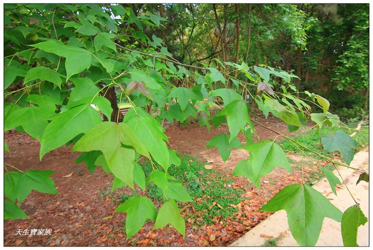 川文山森林生態保育農場、川文山、川文山森林生態保育農場、小陽明山、台南官田