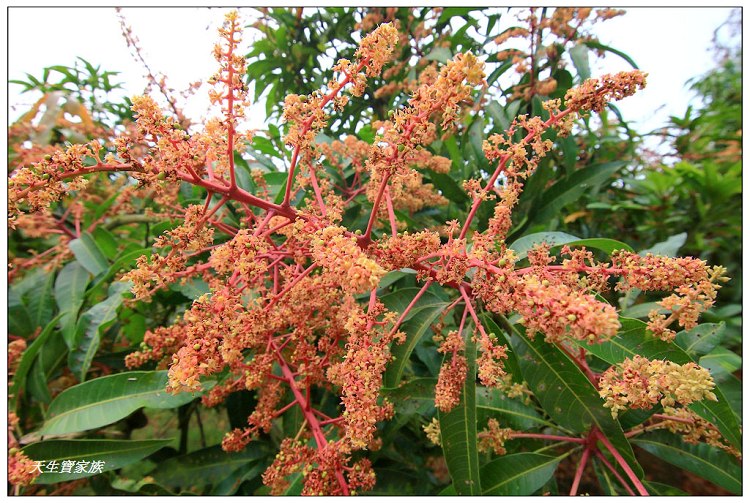 川文山森林生態保育農場、川文山、川文山森林生態保育農場、小陽明山、台南官田