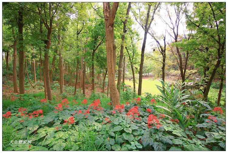 川文山森林生態保育農場、川文山、川文山森林生態保育農場、小陽明山、台南官田