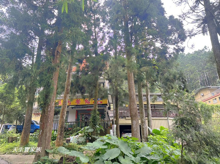 延伸閱讀：南投溪頭】溪阿餐館高山平價百元熱炒美味佳餚輕鬆嚐