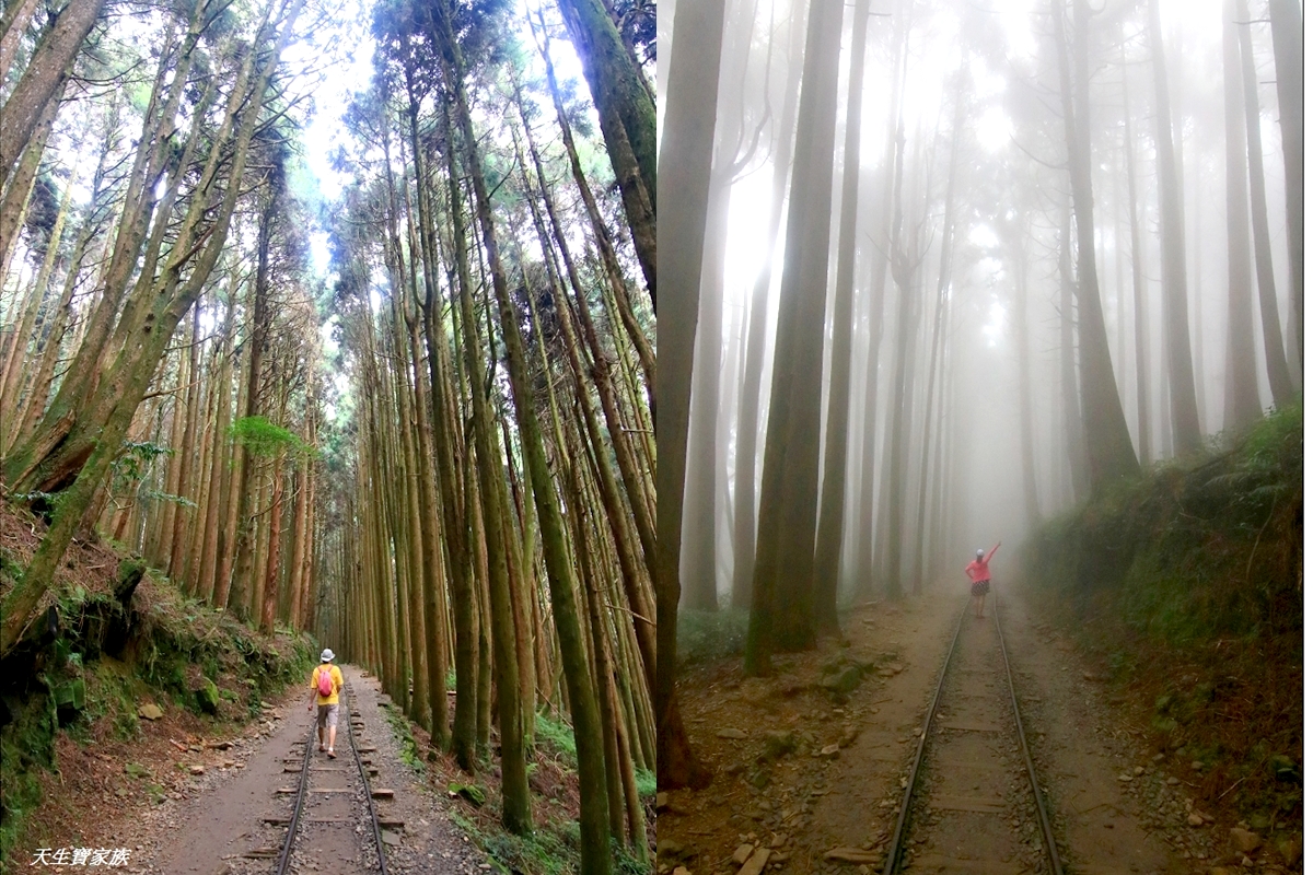 延伸閱讀：嘉義阿里山》特富野古道全台最美鐵道森林步道雲霧繚繞超美