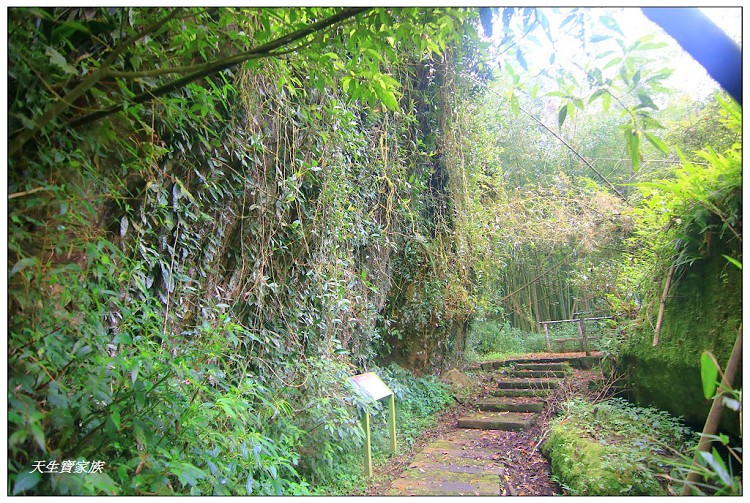 嘉義頂湖,嘉義頂湖步道,大凍山 迷糊步道,大凍山三角點,大凍山停車場,大凍山步道圖,大凍山步道地圖,大凍山頂湖,奮起湖 杉林木步道,芙蓉山大凍山,芙蓉山步道,轎高竹林,迷糊步道,阿里山 杉林步道,阿里山鄉樂野村頂湖,阿里山頂湖步道,阿里山頂湖民宿,阿里山頂湖茶,霹靂山步道,頂湖,頂湖一日遊,頂湖天氣,頂湖常泰民宿,頂湖廣場,頂湖櫻花,頂湖步道,頂湖步道入口,頂湖海拔,頂湖環湖步道,頂湖環狀步道,頂湖環聚落步道,頂湖自然生態公園,頂湖自然生態區 dinghu trail,頂湖茶園,頂湖鳳姐,頂石棹的步道群