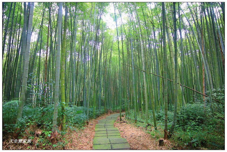 嘉義頂湖,嘉義頂湖步道,大凍山 迷糊步道,大凍山三角點,大凍山停車場,大凍山步道圖,大凍山步道地圖,大凍山頂湖,奮起湖 杉林木步道,芙蓉山大凍山,芙蓉山步道,轎高竹林,迷糊步道,阿里山 杉林步道,阿里山鄉樂野村頂湖,阿里山頂湖步道,阿里山頂湖民宿,阿里山頂湖茶,霹靂山步道,頂湖,頂湖一日遊,頂湖天氣,頂湖常泰民宿,頂湖廣場,頂湖櫻花,頂湖步道,頂湖步道入口,頂湖海拔,頂湖環湖步道,頂湖環狀步道,頂湖環聚落步道,頂湖自然生態公園,頂湖自然生態區 dinghu trail,頂湖茶園,頂湖鳳姐,頂石棹的步道群