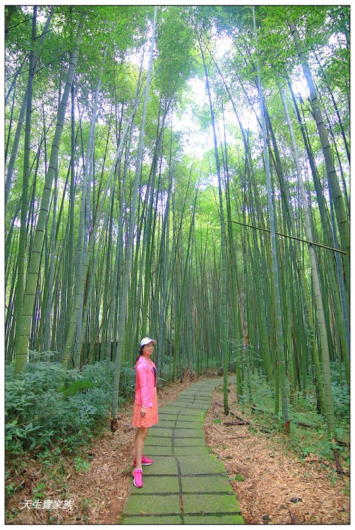 嘉義頂湖,嘉義頂湖步道,大凍山 迷糊步道,大凍山三角點,大凍山停車場,大凍山步道圖,大凍山步道地圖,大凍山頂湖,奮起湖 杉林木步道,芙蓉山大凍山,芙蓉山步道,轎高竹林,迷糊步道,阿里山 杉林步道,阿里山鄉樂野村頂湖,阿里山頂湖步道,阿里山頂湖民宿,阿里山頂湖茶,霹靂山步道,頂湖,頂湖一日遊,頂湖天氣,頂湖常泰民宿,頂湖廣場,頂湖櫻花,頂湖步道,頂湖步道入口,頂湖海拔,頂湖環湖步道,頂湖環狀步道,頂湖環聚落步道,頂湖自然生態公園,頂湖自然生態區 dinghu trail,頂湖茶園,頂湖鳳姐,頂石棹的步道群