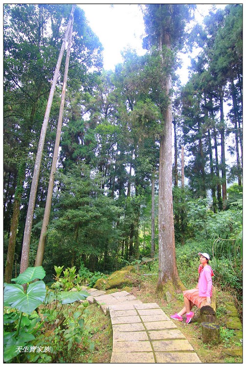 嘉義頂湖,嘉義頂湖步道,大凍山 迷糊步道,大凍山三角點,大凍山停車場,大凍山步道圖,大凍山步道地圖,大凍山頂湖,奮起湖 杉林木步道,芙蓉山大凍山,芙蓉山步道,轎高竹林,迷糊步道,阿里山 杉林步道,阿里山鄉樂野村頂湖,阿里山頂湖步道,阿里山頂湖民宿,阿里山頂湖茶,霹靂山步道,頂湖,頂湖一日遊,頂湖天氣,頂湖常泰民宿,頂湖廣場,頂湖櫻花,頂湖步道,頂湖步道入口,頂湖海拔,頂湖環湖步道,頂湖環狀步道,頂湖環聚落步道,頂湖自然生態公園,頂湖自然生態區 dinghu trail,頂湖茶園,頂湖鳳姐,頂石棹的步道群