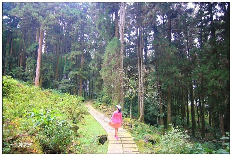 嘉義頂湖,嘉義頂湖步道,大凍山 迷糊步道,大凍山三角點,大凍山停車場,大凍山步道圖,大凍山步道地圖,大凍山頂湖,奮起湖 杉林木步道,芙蓉山大凍山,芙蓉山步道,轎高竹林,迷糊步道,阿里山 杉林步道,阿里山鄉樂野村頂湖,阿里山頂湖步道,阿里山頂湖民宿,阿里山頂湖茶,霹靂山步道,頂湖,頂湖一日遊,頂湖天氣,頂湖常泰民宿,頂湖廣場,頂湖櫻花,頂湖步道,頂湖步道入口,頂湖海拔,頂湖環湖步道,頂湖環狀步道,頂湖環聚落步道,頂湖自然生態公園,頂湖自然生態區 dinghu trail,頂湖茶園,頂湖鳳姐,頂石棹的步道群