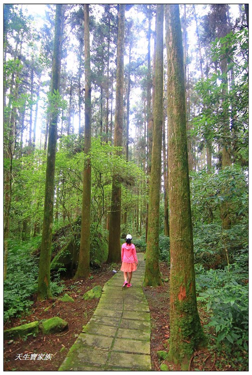 嘉義頂湖,嘉義頂湖步道,大凍山 迷糊步道,大凍山三角點,大凍山停車場,大凍山步道圖,大凍山步道地圖,大凍山頂湖,奮起湖 杉林木步道,芙蓉山大凍山,芙蓉山步道,轎高竹林,迷糊步道,阿里山 杉林步道,阿里山鄉樂野村頂湖,阿里山頂湖步道,阿里山頂湖民宿,阿里山頂湖茶,霹靂山步道,頂湖,頂湖一日遊,頂湖天氣,頂湖常泰民宿,頂湖廣場,頂湖櫻花,頂湖步道,頂湖步道入口,頂湖海拔,頂湖環湖步道,頂湖環狀步道,頂湖環聚落步道,頂湖自然生態公園,頂湖自然生態區 dinghu trail,頂湖茶園,頂湖鳳姐,頂石棹的步道群