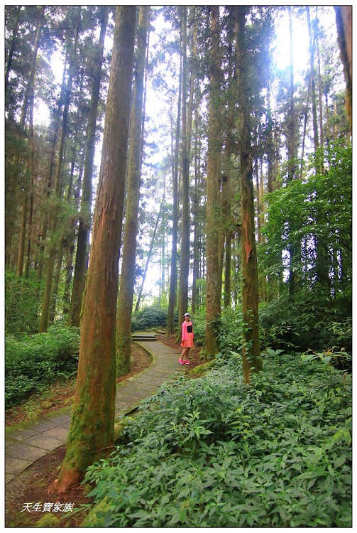 嘉義頂湖,嘉義頂湖步道,大凍山 迷糊步道,大凍山三角點,大凍山停車場,大凍山步道圖,大凍山步道地圖,大凍山頂湖,奮起湖 杉林木步道,芙蓉山大凍山,芙蓉山步道,轎高竹林,迷糊步道,阿里山 杉林步道,阿里山鄉樂野村頂湖,阿里山頂湖步道,阿里山頂湖民宿,阿里山頂湖茶,霹靂山步道,頂湖,頂湖一日遊,頂湖天氣,頂湖常泰民宿,頂湖廣場,頂湖櫻花,頂湖步道,頂湖步道入口,頂湖海拔,頂湖環湖步道,頂湖環狀步道,頂湖環聚落步道,頂湖自然生態公園,頂湖自然生態區 dinghu trail,頂湖茶園,頂湖鳳姐,頂石棹的步道群
