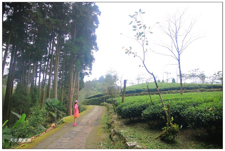 嘉義頂湖,嘉義頂湖步道,大凍山 迷糊步道,大凍山三角點,大凍山停車場,大凍山步道圖,大凍山步道地圖,大凍山頂湖,奮起湖 杉林木步道,芙蓉山大凍山,芙蓉山步道,轎高竹林,迷糊步道,阿里山 杉林步道,阿里山鄉樂野村頂湖,阿里山頂湖步道,阿里山頂湖民宿,阿里山頂湖茶,霹靂山步道,頂湖,頂湖一日遊,頂湖天氣,頂湖常泰民宿,頂湖廣場,頂湖櫻花,頂湖步道,頂湖步道入口,頂湖海拔,頂湖環湖步道,頂湖環狀步道,頂湖環聚落步道,頂湖自然生態公園,頂湖自然生態區 dinghu trail,頂湖茶園,頂湖鳳姐,頂石棹的步道群