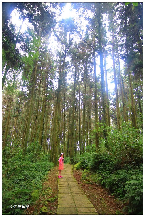 嘉義頂湖,嘉義頂湖步道,大凍山 迷糊步道,大凍山三角點,大凍山停車場,大凍山步道圖,大凍山步道地圖,大凍山頂湖,奮起湖 杉林木步道,芙蓉山大凍山,芙蓉山步道,轎高竹林,迷糊步道,阿里山 杉林步道,阿里山鄉樂野村頂湖,阿里山頂湖步道,阿里山頂湖民宿,阿里山頂湖茶,霹靂山步道,頂湖,頂湖一日遊,頂湖天氣,頂湖常泰民宿,頂湖廣場,頂湖櫻花,頂湖步道,頂湖步道入口,頂湖海拔,頂湖環湖步道,頂湖環狀步道,頂湖環聚落步道,頂湖自然生態公園,頂湖自然生態區 dinghu trail,頂湖茶園,頂湖鳳姐,頂石棹的步道群