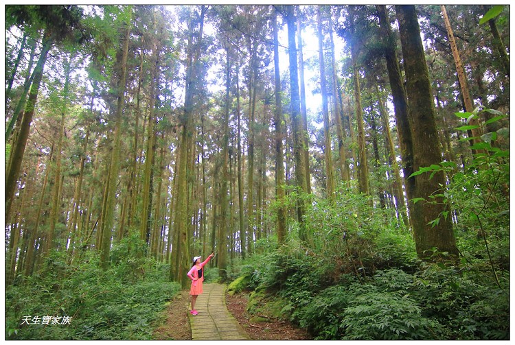 嘉義頂湖,嘉義頂湖步道,大凍山 迷糊步道,大凍山三角點,大凍山停車場,大凍山步道圖,大凍山步道地圖,大凍山頂湖,奮起湖 杉林木步道,芙蓉山大凍山,芙蓉山步道,轎高竹林,迷糊步道,阿里山 杉林步道,阿里山鄉樂野村頂湖,阿里山頂湖步道,阿里山頂湖民宿,阿里山頂湖茶,霹靂山步道,頂湖,頂湖一日遊,頂湖天氣,頂湖常泰民宿,頂湖廣場,頂湖櫻花,頂湖步道,頂湖步道入口,頂湖海拔,頂湖環湖步道,頂湖環狀步道,頂湖環聚落步道,頂湖自然生態公園,頂湖自然生態區 dinghu trail,頂湖茶園,頂湖鳳姐,頂石棹的步道群