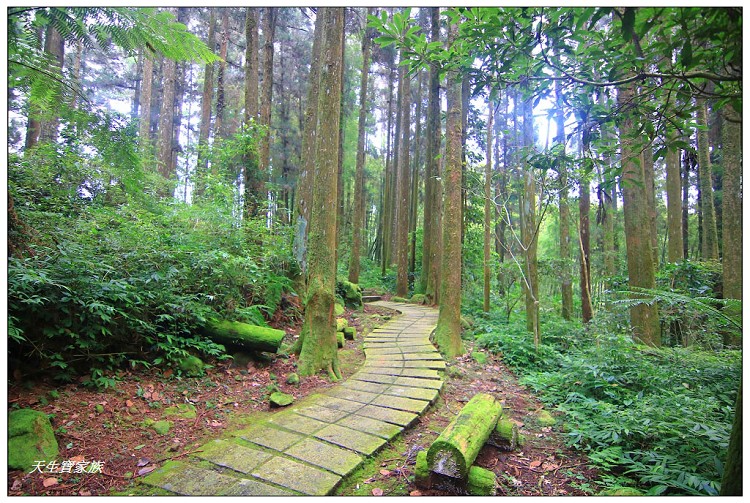 嘉義頂湖,嘉義頂湖步道,大凍山 迷糊步道,大凍山三角點,大凍山停車場,大凍山步道圖,大凍山步道地圖,大凍山頂湖,奮起湖 杉林木步道,芙蓉山大凍山,芙蓉山步道,轎高竹林,迷糊步道,阿里山 杉林步道,阿里山鄉樂野村頂湖,阿里山頂湖步道,阿里山頂湖民宿,阿里山頂湖茶,霹靂山步道,頂湖,頂湖一日遊,頂湖天氣,頂湖常泰民宿,頂湖廣場,頂湖櫻花,頂湖步道,頂湖步道入口,頂湖海拔,頂湖環湖步道,頂湖環狀步道,頂湖環聚落步道,頂湖自然生態公園,頂湖自然生態區 dinghu trail,頂湖茶園,頂湖鳳姐,頂石棹的步道群