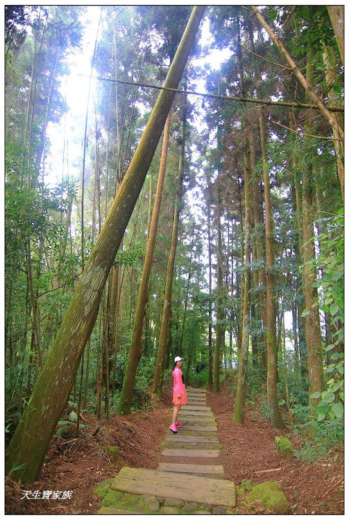 嘉義頂湖,嘉義頂湖步道,大凍山 迷糊步道,大凍山三角點,大凍山停車場,大凍山步道圖,大凍山步道地圖,大凍山頂湖,奮起湖 杉林木步道,芙蓉山大凍山,芙蓉山步道,轎高竹林,迷糊步道,阿里山 杉林步道,阿里山鄉樂野村頂湖,阿里山頂湖步道,阿里山頂湖民宿,阿里山頂湖茶,霹靂山步道,頂湖,頂湖一日遊,頂湖天氣,頂湖常泰民宿,頂湖廣場,頂湖櫻花,頂湖步道,頂湖步道入口,頂湖海拔,頂湖環湖步道,頂湖環狀步道,頂湖環聚落步道,頂湖自然生態公園,頂湖自然生態區 dinghu trail,頂湖茶園,頂湖鳳姐,頂石棹的步道群