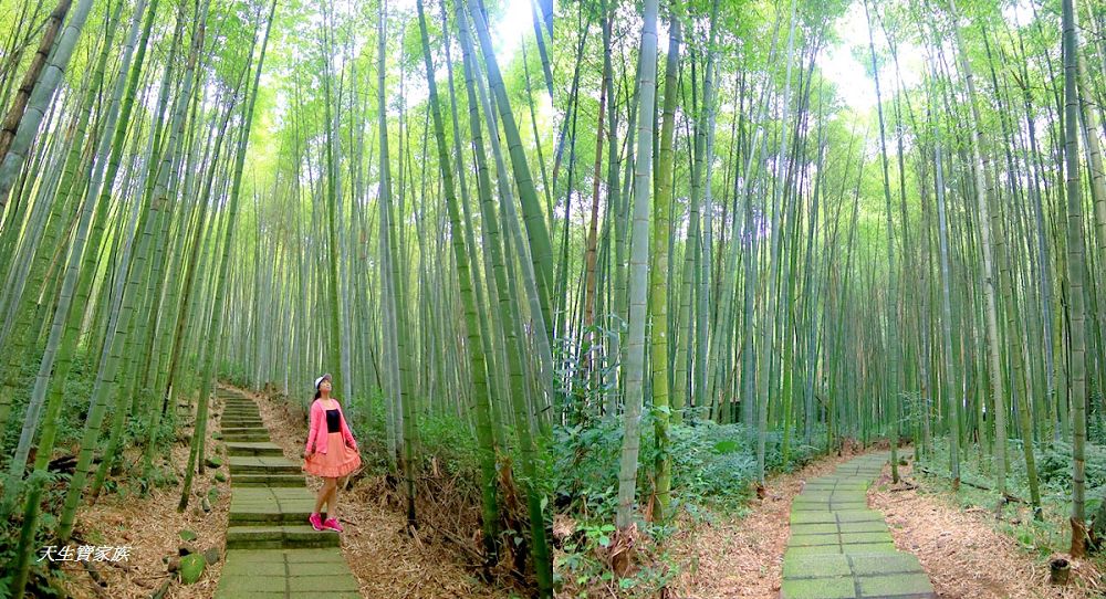 嘉義頂湖,嘉義頂湖步道,大凍山 迷糊步道,大凍山三角點,大凍山停車場,大凍山步道圖,大凍山步道地圖,大凍山頂湖,奮起湖 杉林木步道,芙蓉山大凍山,芙蓉山步道,轎高竹林,迷糊步道,阿里山 杉林步道,阿里山鄉樂野村頂湖,阿里山頂湖步道,阿里山頂湖民宿,阿里山頂湖茶,霹靂山步道,頂湖,頂湖一日遊,頂湖天氣,頂湖常泰民宿,頂湖廣場,頂湖櫻花,頂湖步道,頂湖步道入口,頂湖海拔,頂湖環湖步道,頂湖環狀步道,頂湖環聚落步道,頂湖自然生態公園,頂湖自然生態區 dinghu trail,頂湖茶園,頂湖鳳姐,頂石棹的步道群