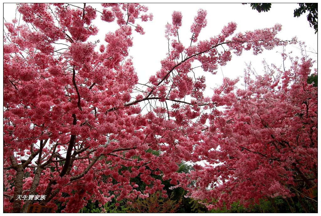 嘉義阿里山頂湖櫻花