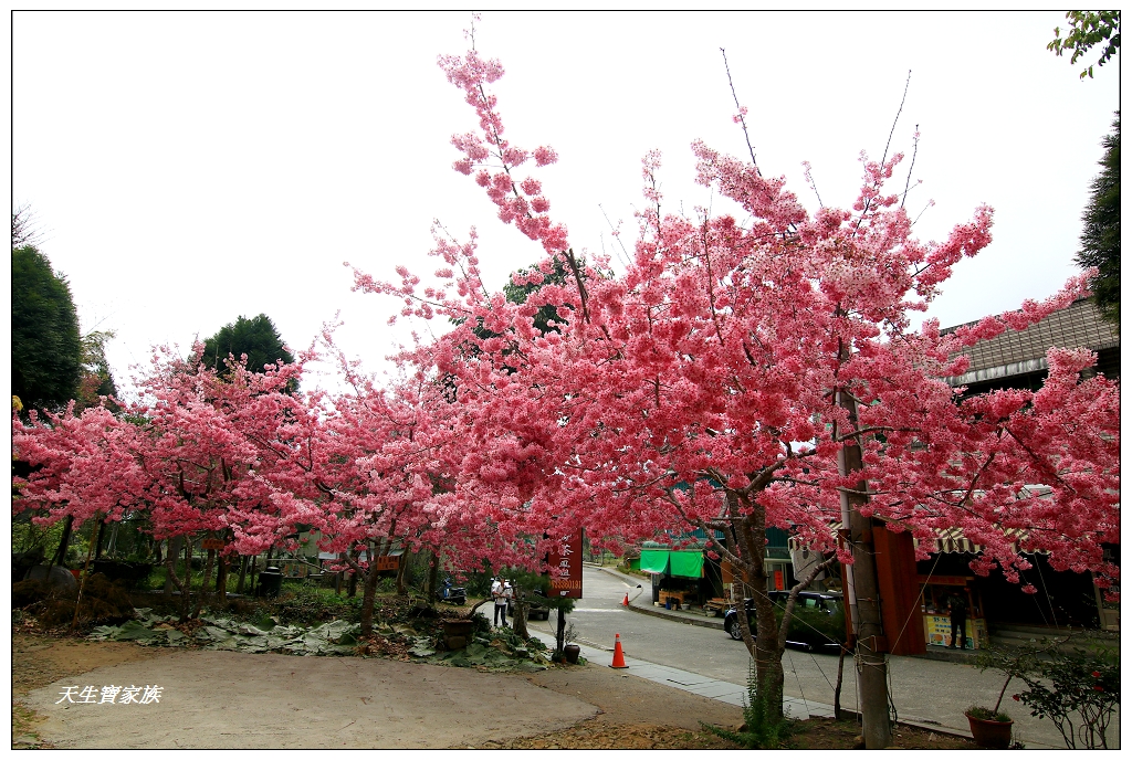 嘉義阿里山頂湖櫻花