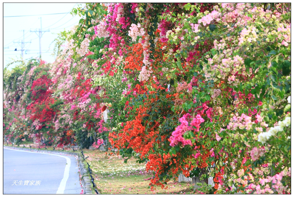 彰化田中梅州街九重葛花牆 彰化田中梅州街九重葛花牆