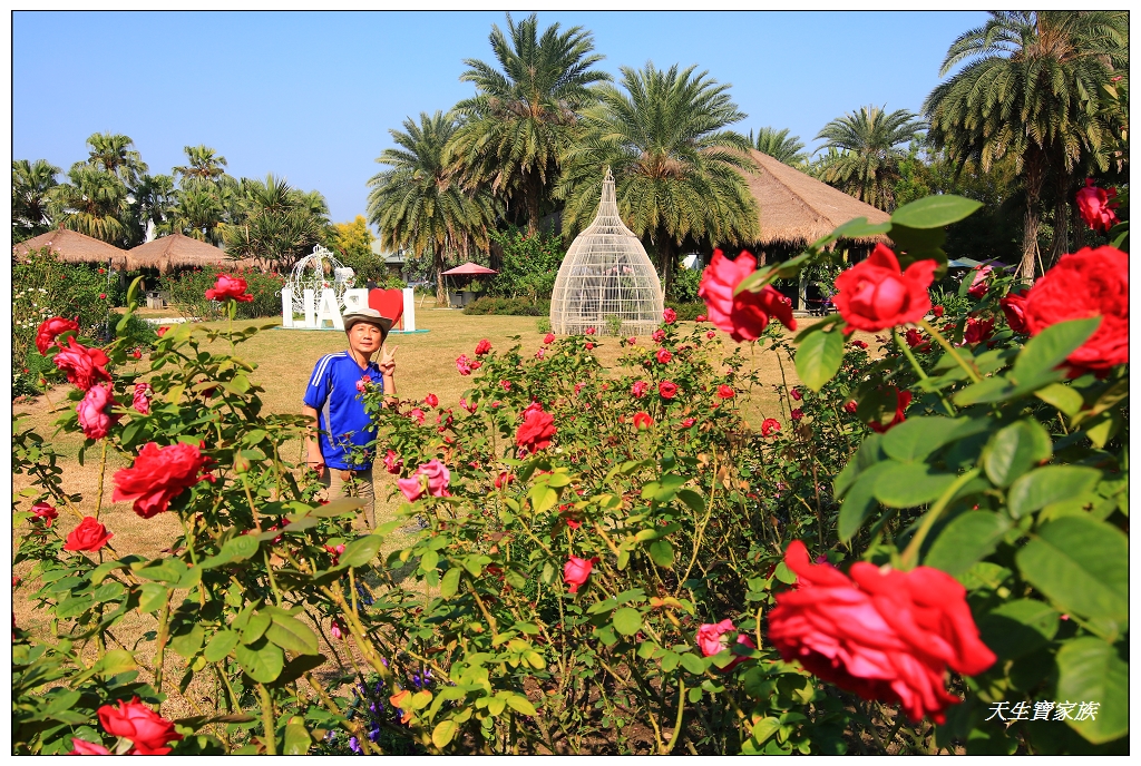 雲林斗六雅聞峇里海岸觀光工廠玫瑰花季