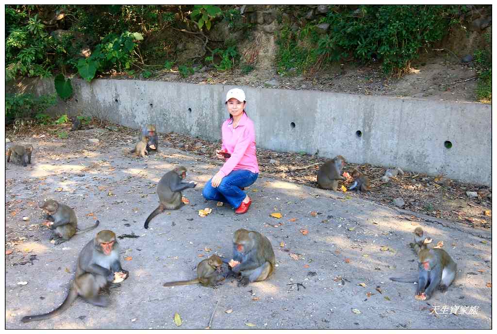 延伸閱讀：台南南化》烏山彌猴保護區看猴餵香蕉零距離接觸刺激又有趣