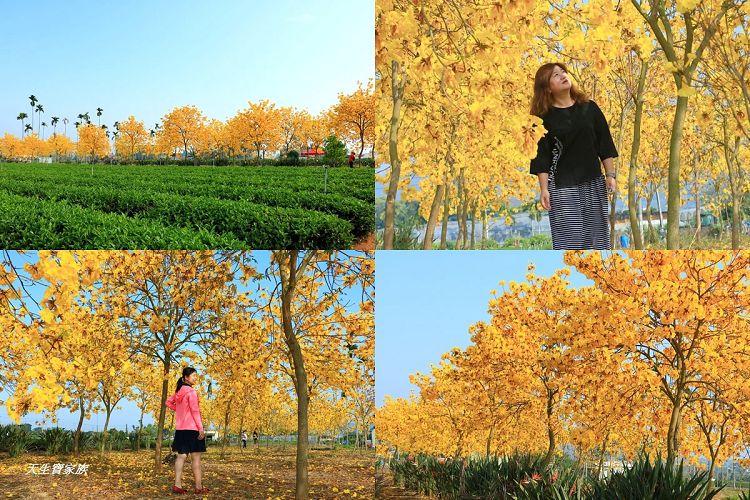 延伸閱讀：南投名間》冠遠加油站後方黃花風鈴木伴著茶園畫面讓人陶醉