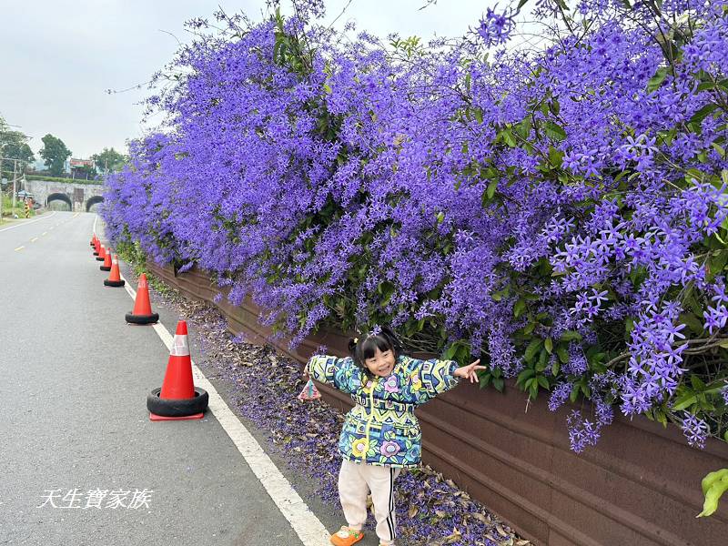 網站近期文章：南投中寮》六七一茶花園全台唯一錫葉藤大道紫藍浪漫藏鄉林間～爆美