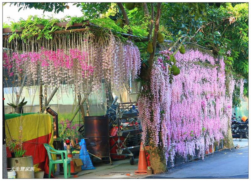 莿桐忠雲宮石斛蘭
