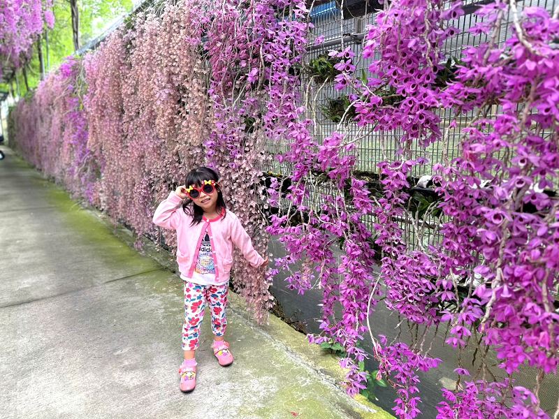 莿桐忠雲宮石斛蘭