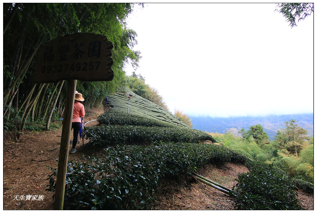 茶之道步道、嘉義阿里山頂石棹茶之道步道