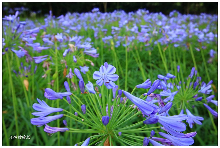 橋聳雲天綠雕園區、橋聳雲天綠雕公園、橋聳雲天兒童遊戲場、國姓橋聳雲天、國姓綠雕園區