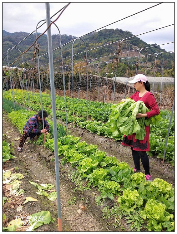 千歲吊橋、望鄉千歲吊橋、久美千歲吊橋、信義千歲吊橋、獵人古道