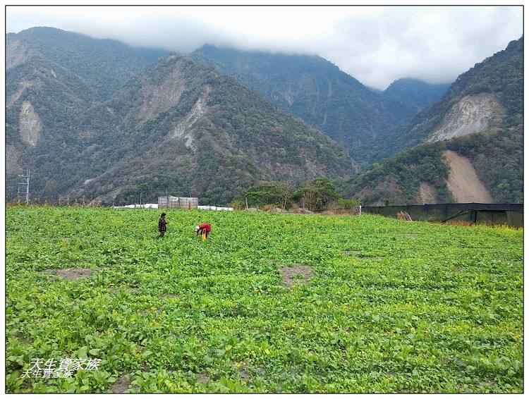 千歲吊橋、望鄉千歲吊橋、久美千歲吊橋、信義千歲吊橋、獵人古道