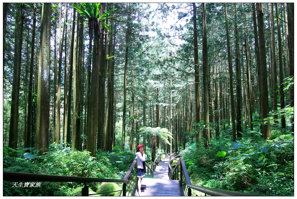 下腳店仔步道,四方竹,大凍山 流星崖,大凍山步道 路線圖,奮瑞古道,奮起步道,奮起湖 大凍山步道 交通,奮起湖 招待所,奮起湖 步道 維修,奮起湖 迷霧森林,奮起湖一日遊,奮起湖便當,奮起湖地圖,奮起湖景點,奮起湖杉林木棧道,奮起湖杉林棧道,奮起湖杉林步道,奮起湖步道,奮起湖步道要走多久,奮起湖火車,奮起湖火車時刻表,奮起湖神社,奮起湖美食,奮起湖老街,奮起湖老街 步道,奮起湖老街地址,奮起湖行程安排,木馬棧道,木馬步道,杉木棧道,杉林木棧道,杉林步道,糕仔崁古道