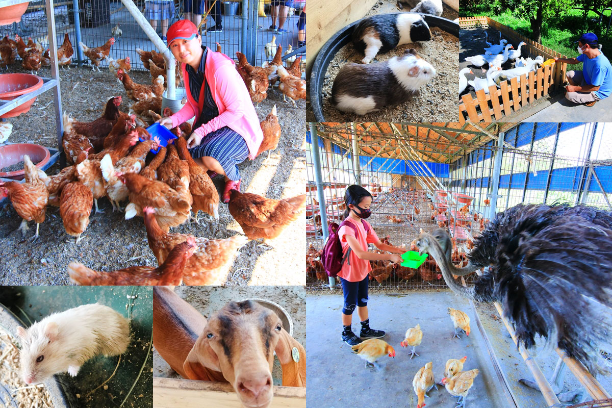 網站近期文章：彰化北斗「正實親子農場」超佛心免門票，免費餵小動物體驗撿雞蛋