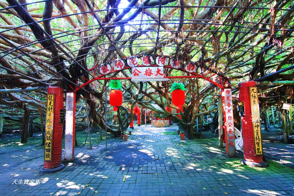 延伸閱讀：彰化竹塘「九龍大榕公」台灣國寶級奇景一樹成林氣勢非凡超壯觀